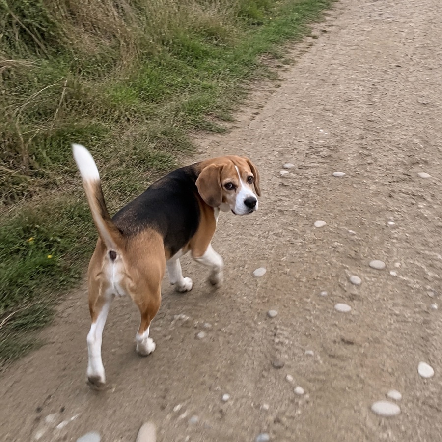 A beagle mid-walk on a gravel path, tail up