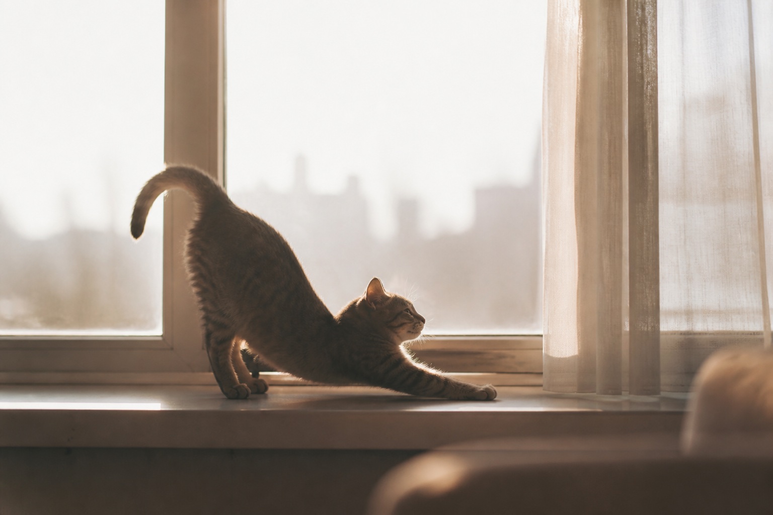 A tabby cat stretching on a windowsill in morning light