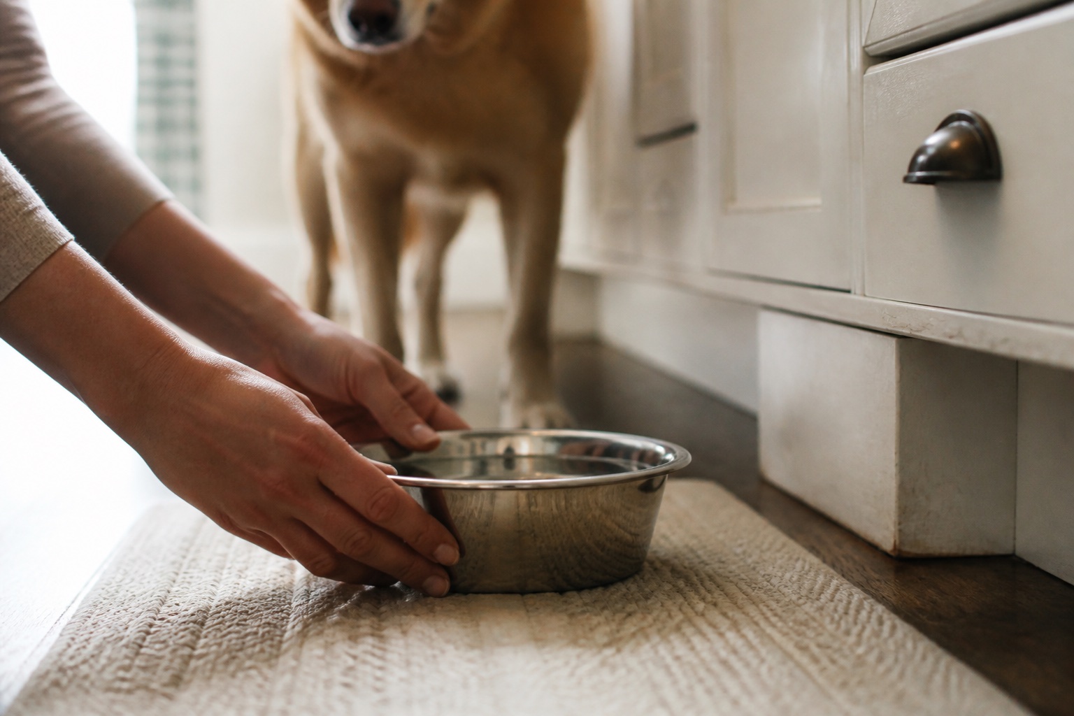A bowl being refilled with fresh water in a kitchen while a dog waits nearby
